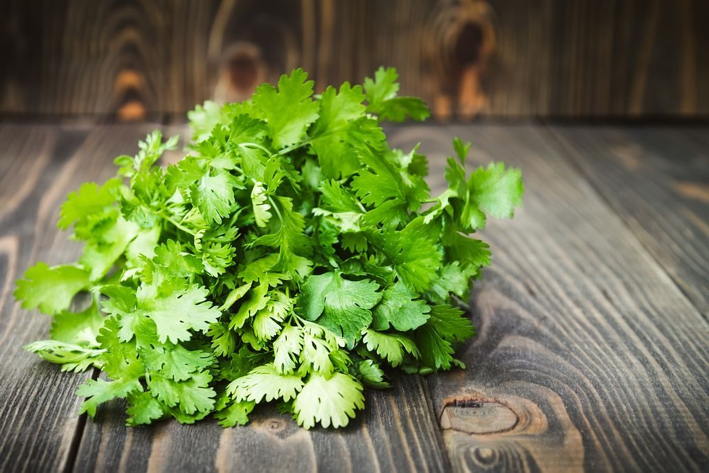 Fresh coriander