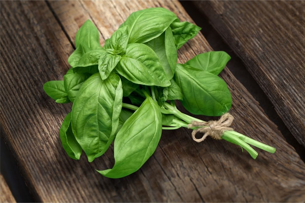 basil